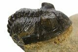 Bargain, Hollardops Trilobite - Visible Eye Facets #341313-3